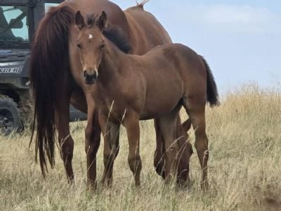 Whiskey Up Wine JW <BR>AQHA PENDING
